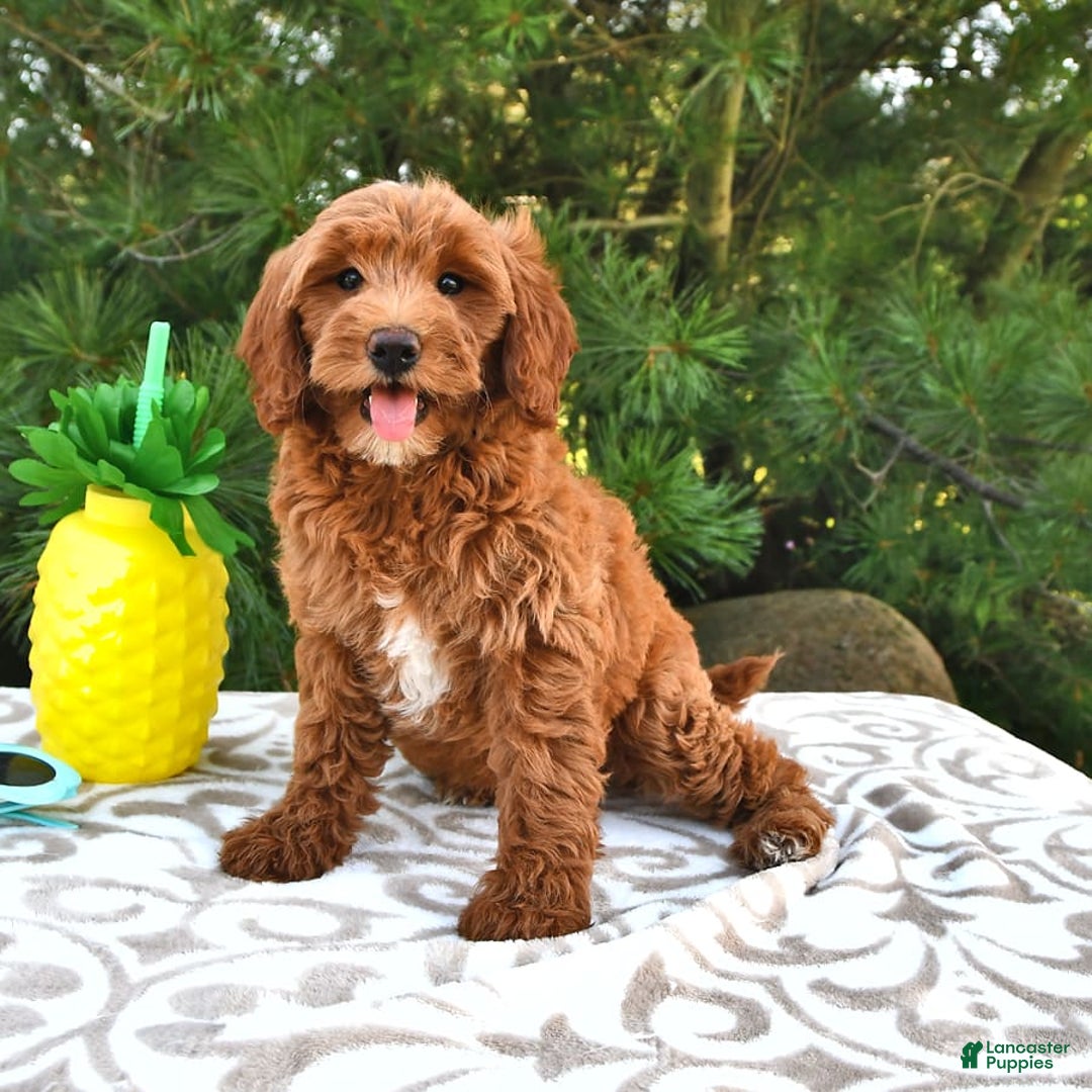 Mini Goldendoodle dogs for sale: Daisy - Image 4