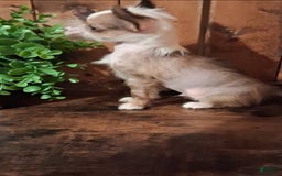 Chinese Crested dogs for sale: Chewy - Image 5
