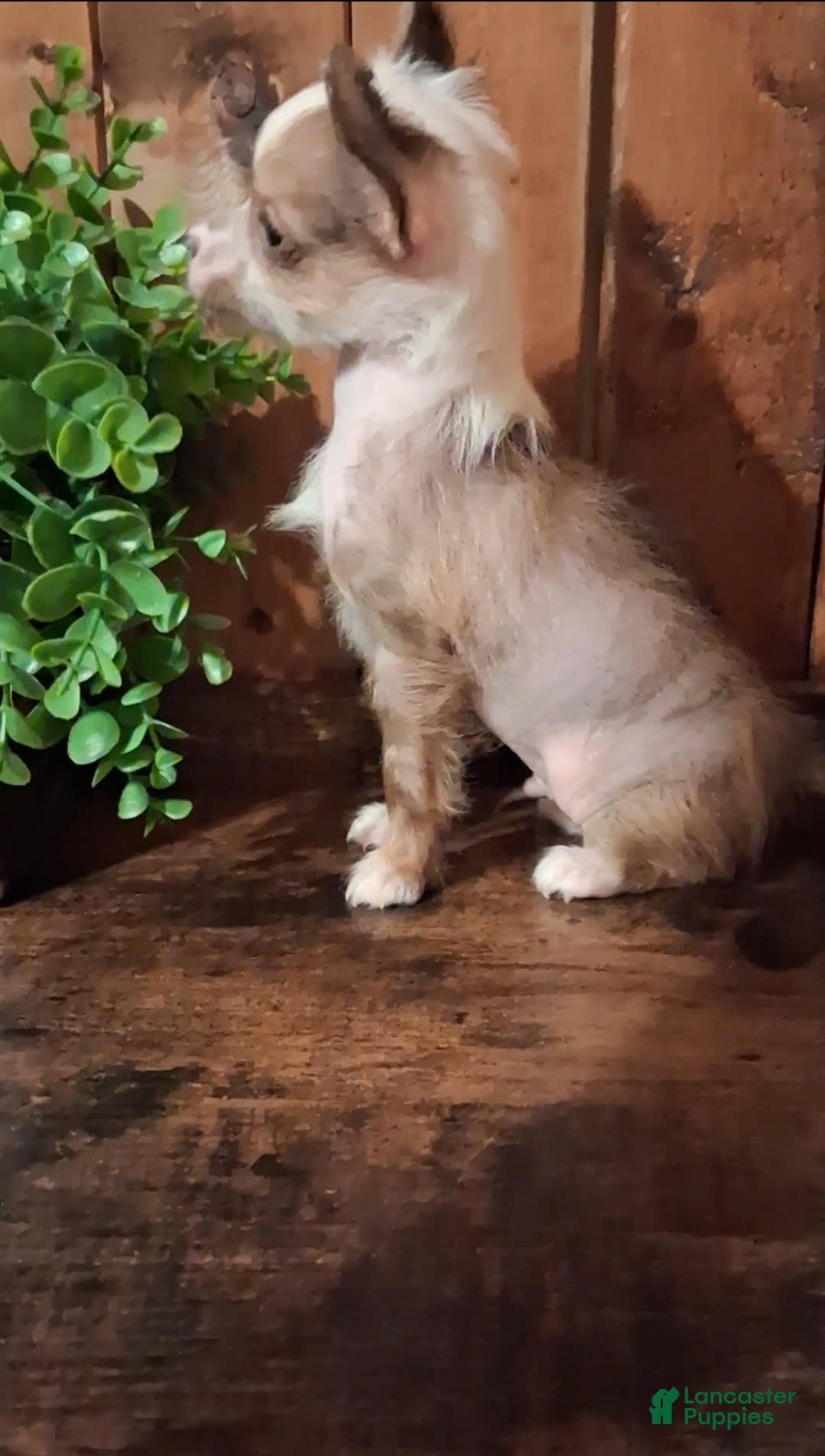 Chinese Crested dogs for sale: Chewy - Image 5