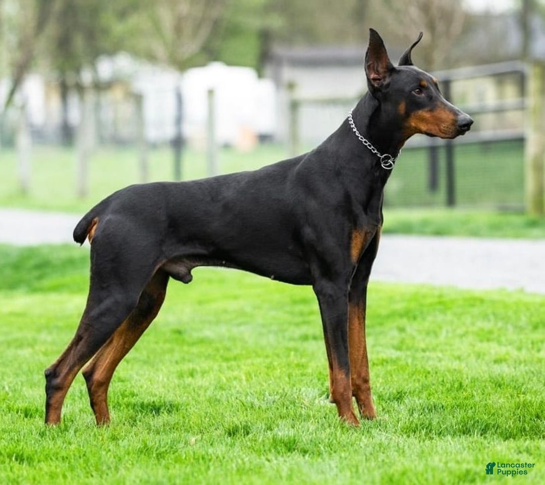 Doberman Pinscher dogs for sale: Bruno - Image 6