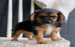Yorkiepoo dogs for sale: Sky - Image 1