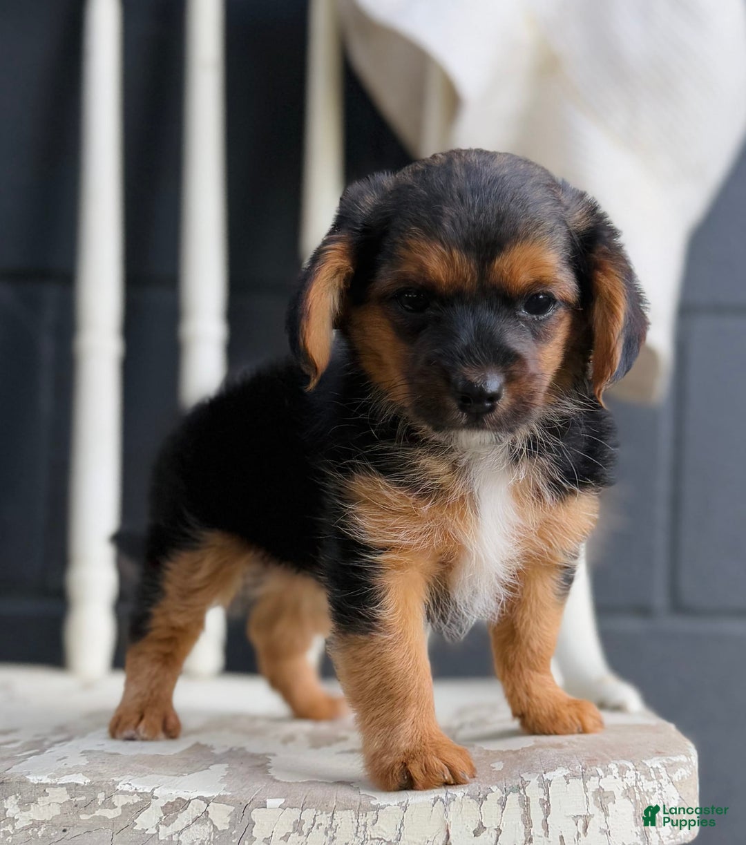 Yorkiepoo dogs for sale: Sky - Image 1