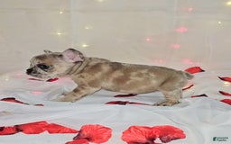 French Bulldog dogs for sale: Daphne - Image 3