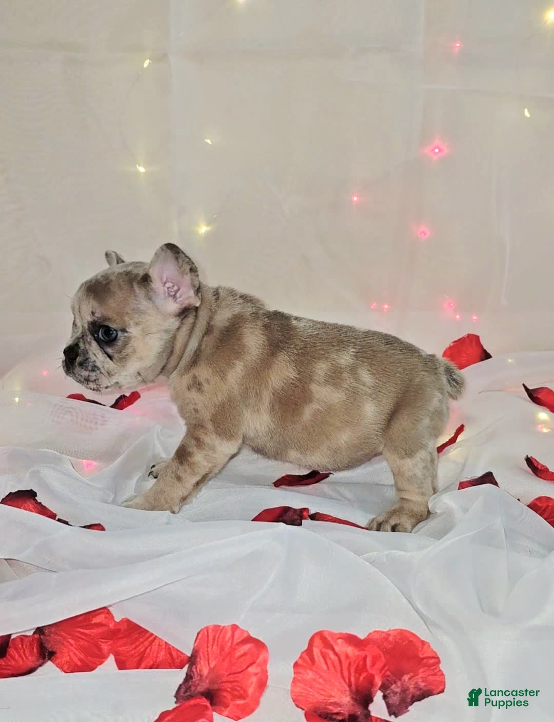 French Bulldog dogs for sale: Daphne - Image 3