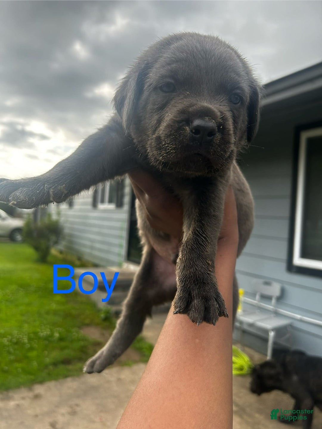 Cane Corso dogs for sale: Big Blue - Image 1
