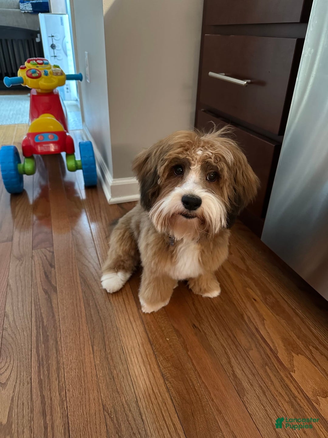 Havanese dogs for sale: Leo - Image 1