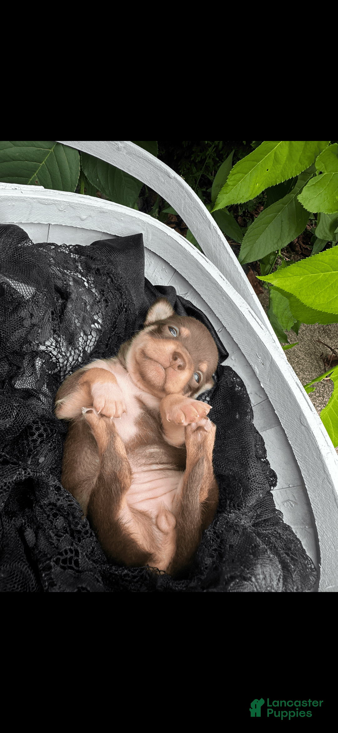 Chihuahua dogs for sale: Armani - Image 6