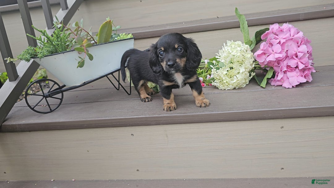 Miniature Dachshund dogs for sale: Felicity - Image 4