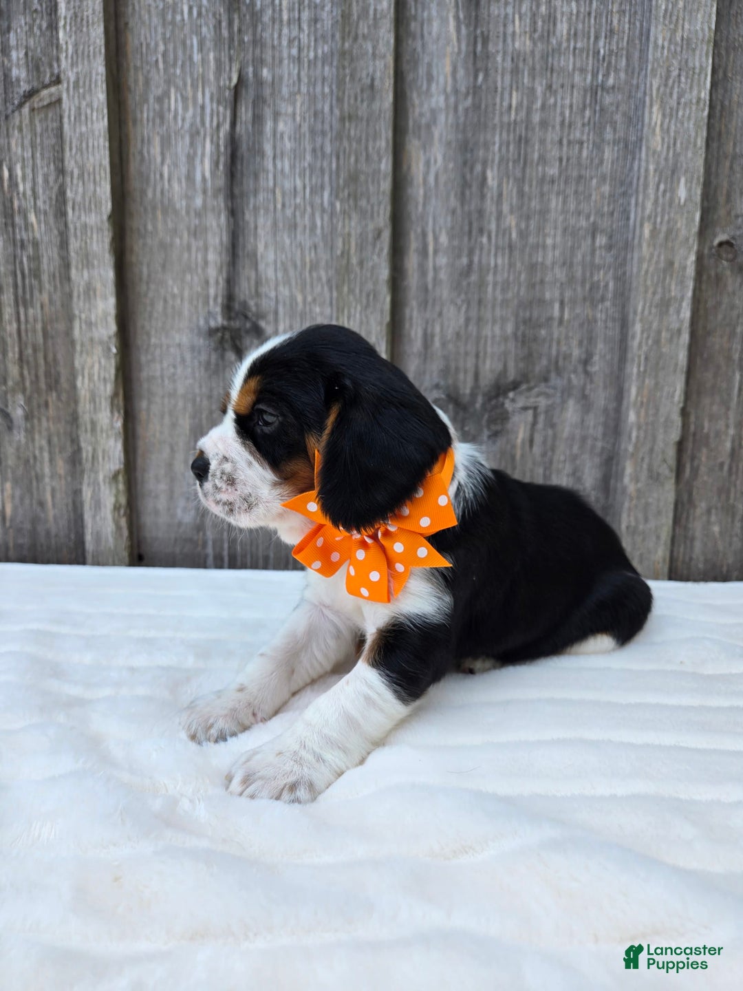 Beaglier dogs for sale: Oscar - Image 4