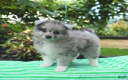 Pomeranian dogs for sale: Pomeranian 2 puppies - Image 2