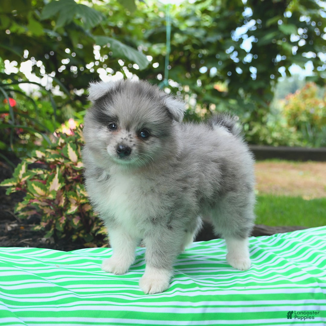 Pomeranian dogs for sale: Pomeranian 2 puppies - Image 2