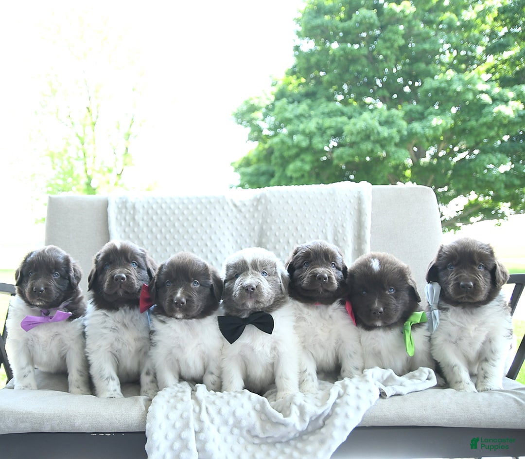 Newfoundland dogs for sale: Jade - Image 11