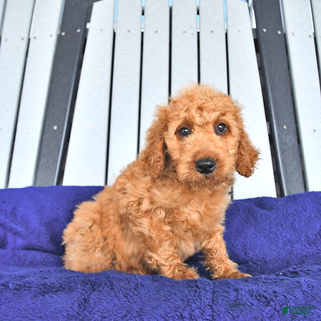 Mini Goldendoodle dogs for sale: Aurora - Image 4