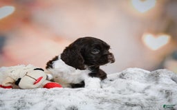 Cocker Spaniel dogs for sale: Leo - Image 1