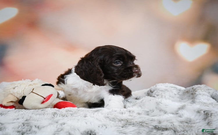 Cocker Spaniel dogs for sale - Ad 4