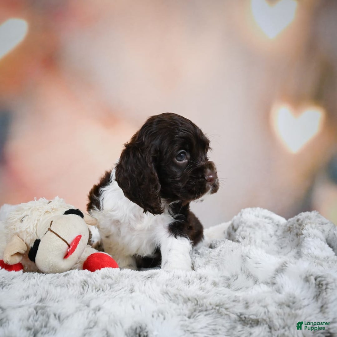 Cocker Spaniel dogs for sale: Leo - Image 1