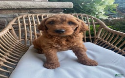 Mini Goldendoodle dogs for sale: Jack - Image 2