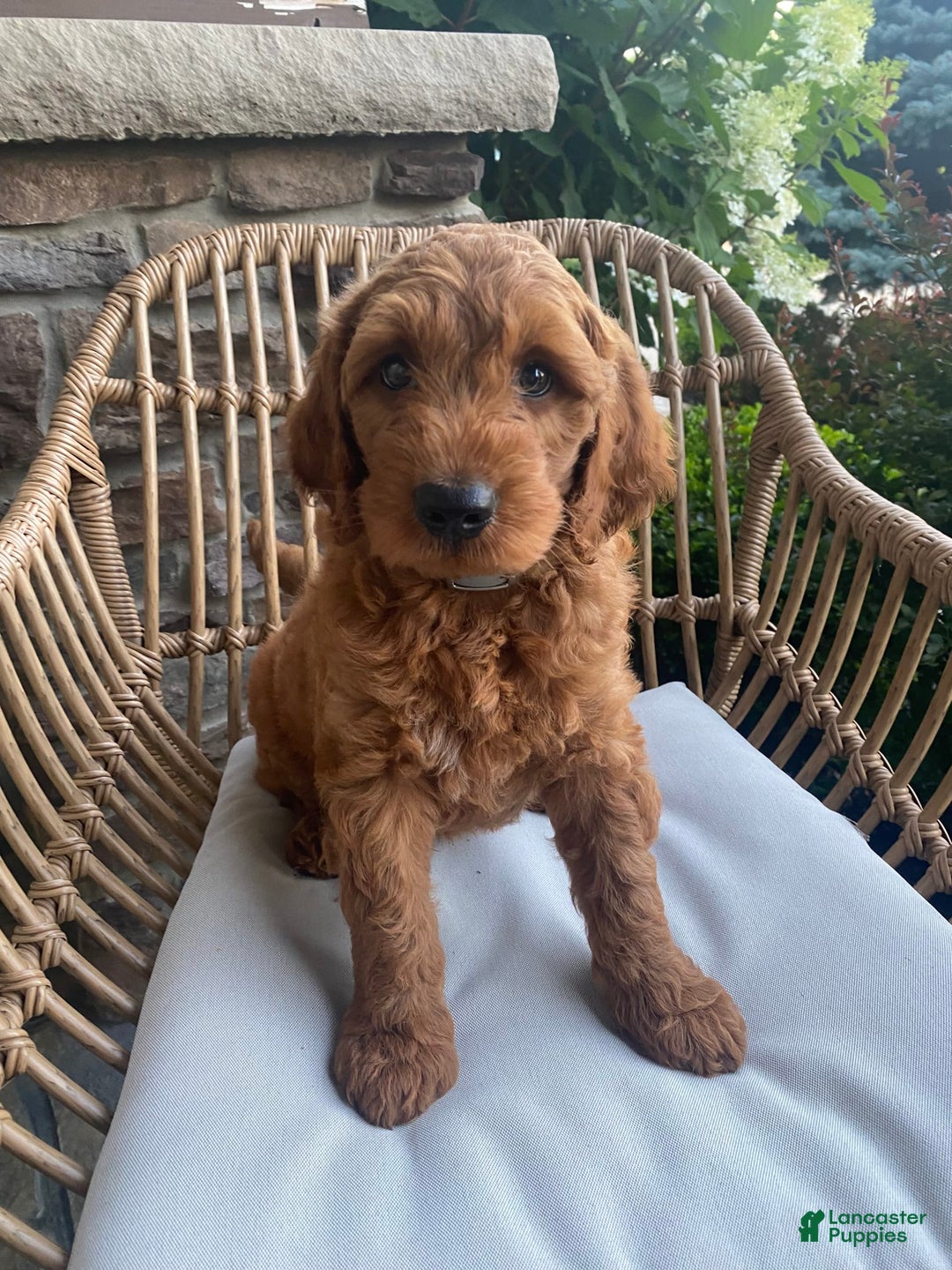 Mini Goldendoodle dogs for sale: Jack - Image 2