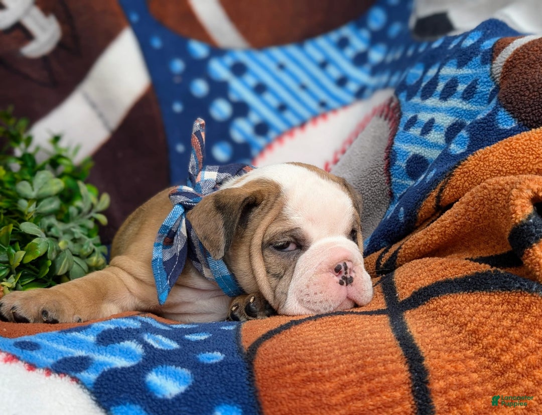 Olde English Bulldogge dogs for sale: Harper - Image 17