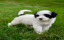 Portuguese Water Dog dogs for sale: Portuguese Water Dog 5 puppies - Image 1