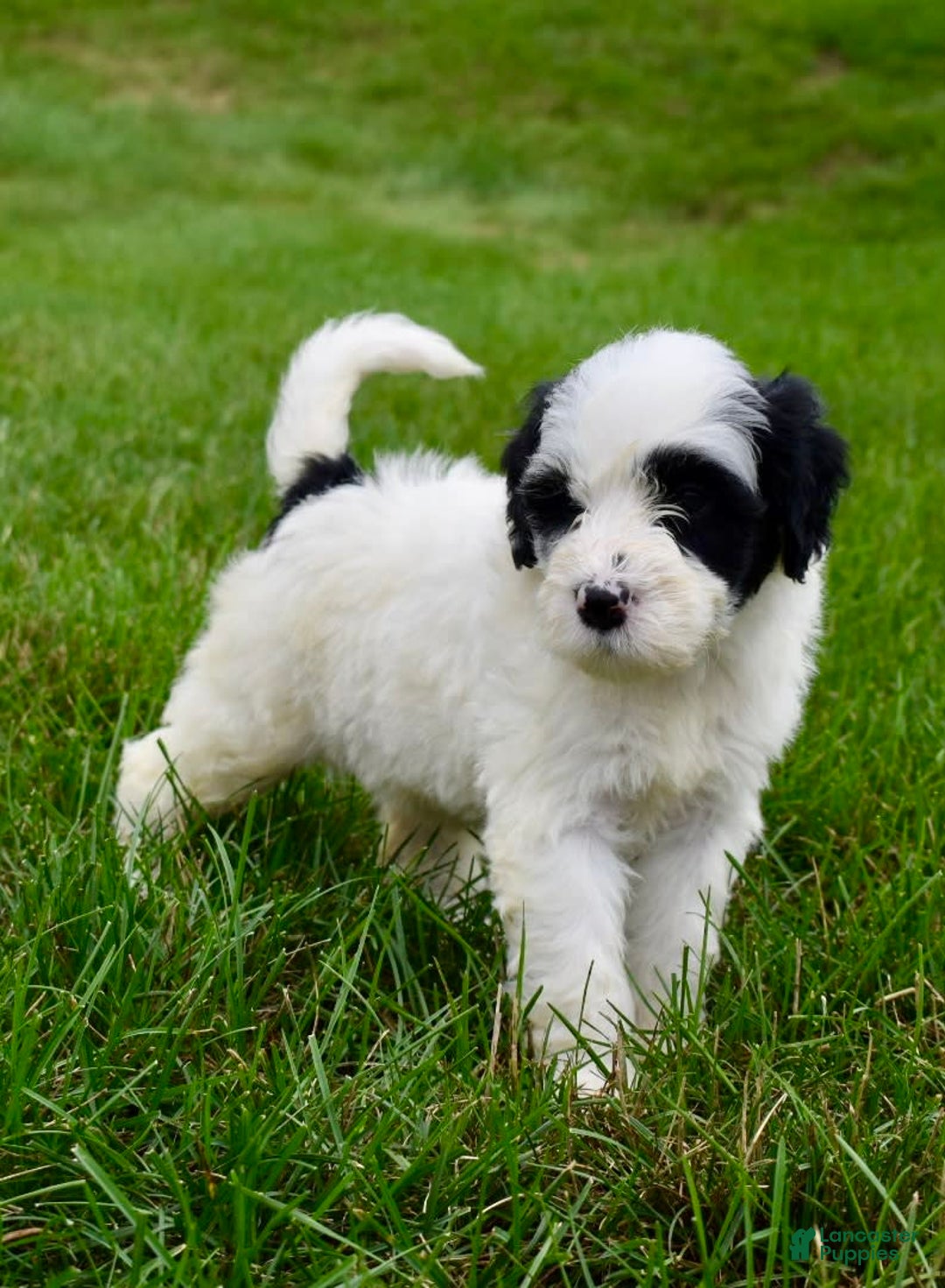 Portuguese Water Dog dogs for sale: Portuguese Water Dog 5 puppies - Image 1