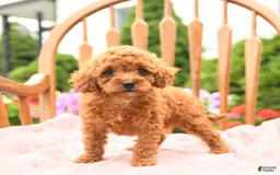Cockapoo dogs for sale: Daisy - Image 8