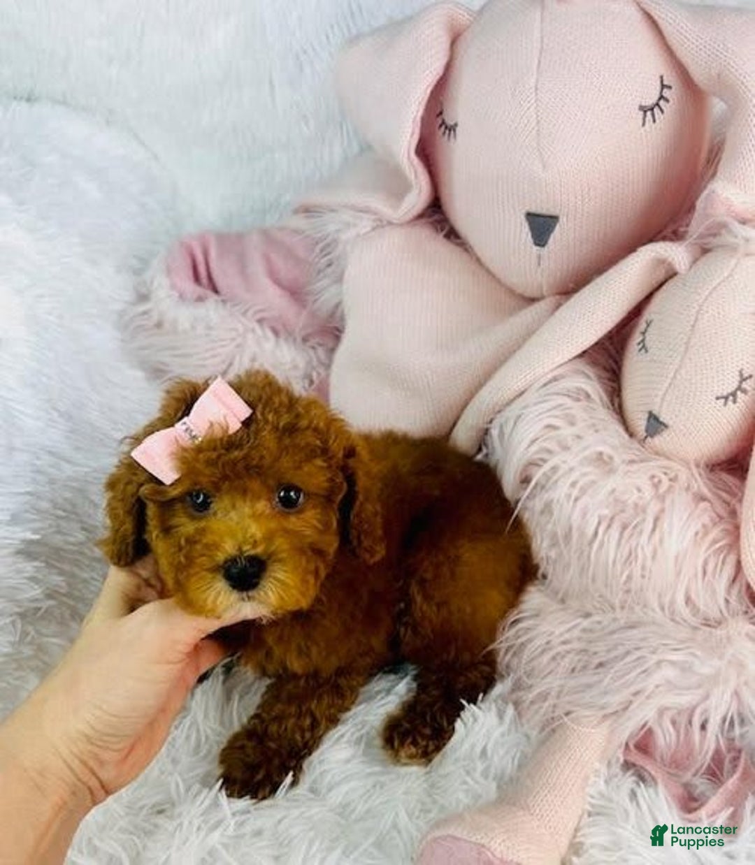 Toy Poodle dogs for sale: Preciona - Image 2