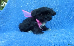 Morkie dogs for sale: Noelle - Image 1