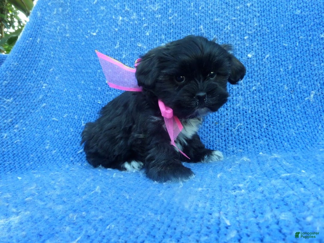 Morkie dogs for sale: Noelle - Image 1
