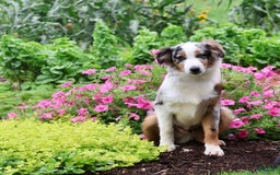 Miniature Australian Shepherd dogs for sale: Washington - Image 6