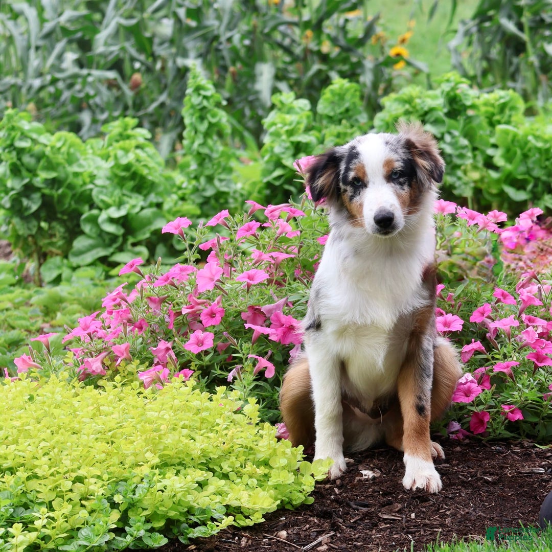 Miniature Australian Shepherd dogs for sale: Washington - Image 6