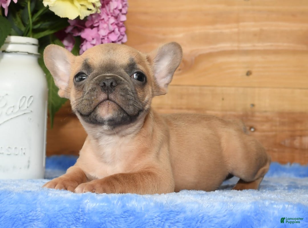 French Bulldog dogs for sale: Blake - Image 4