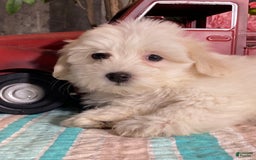 Havanese dogs for sale: Hazel - Image 2