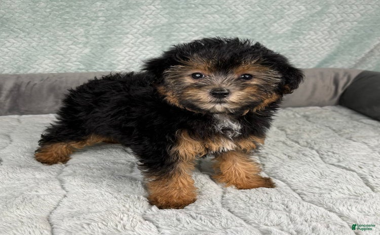 Yorkiepoo dogs - Advert 7