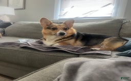 Welsh Corgi Pembroke dogs for sale: Monty - Image 4