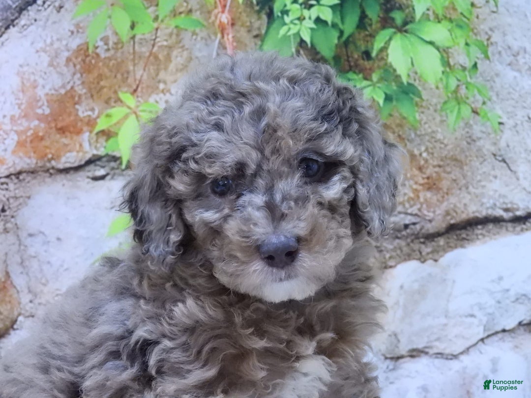 Mini Goldendoodle dogs for sale: Sunflower F1b - Image 7
