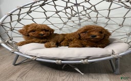 Toy Poodle dogs for sale: Potter - Image 1