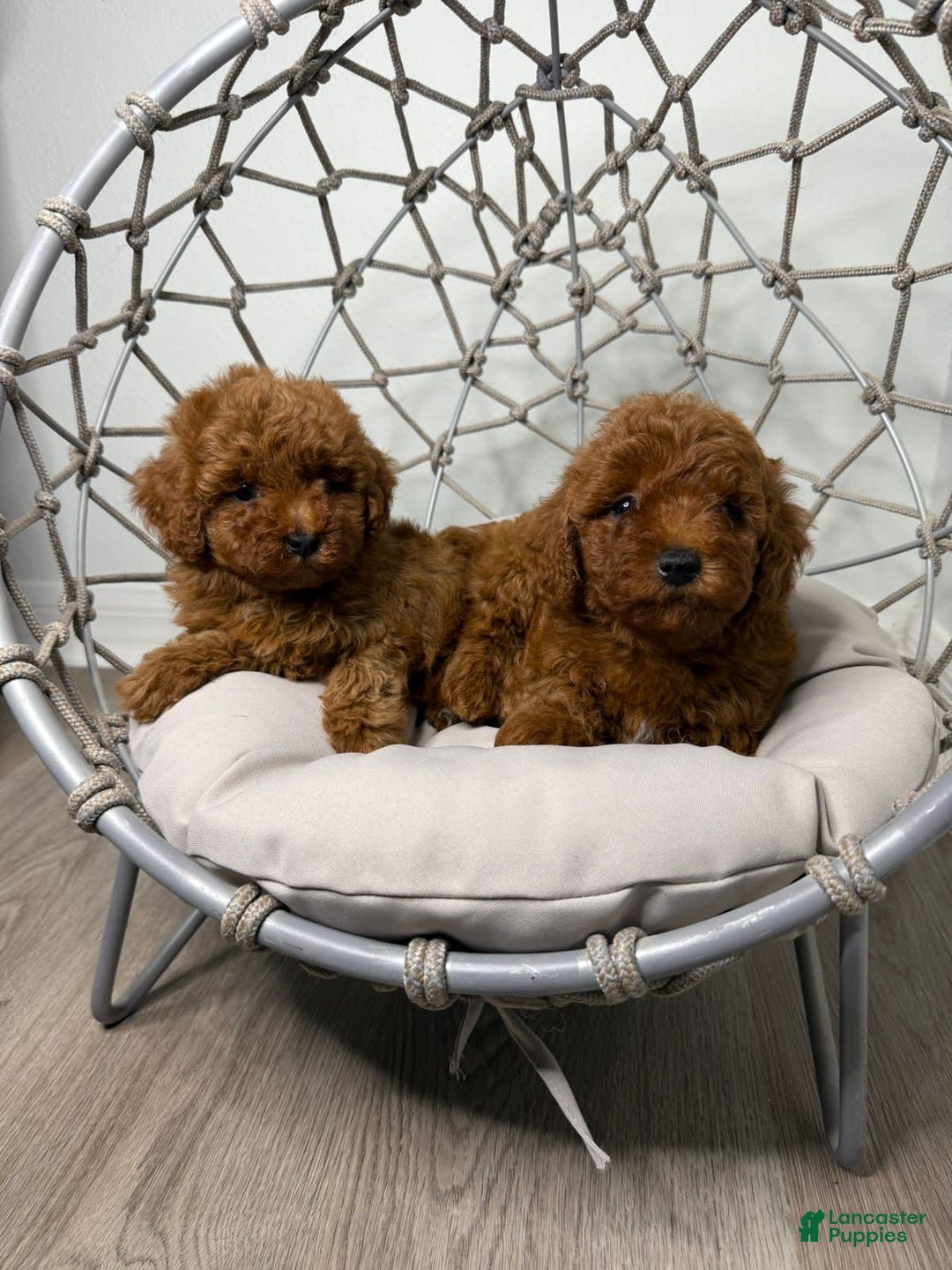 Toy Poodle dogs for sale: Potter - Image 1