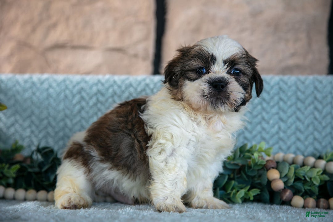 Shih Tzu dogs for sale: Tiger - Image 5