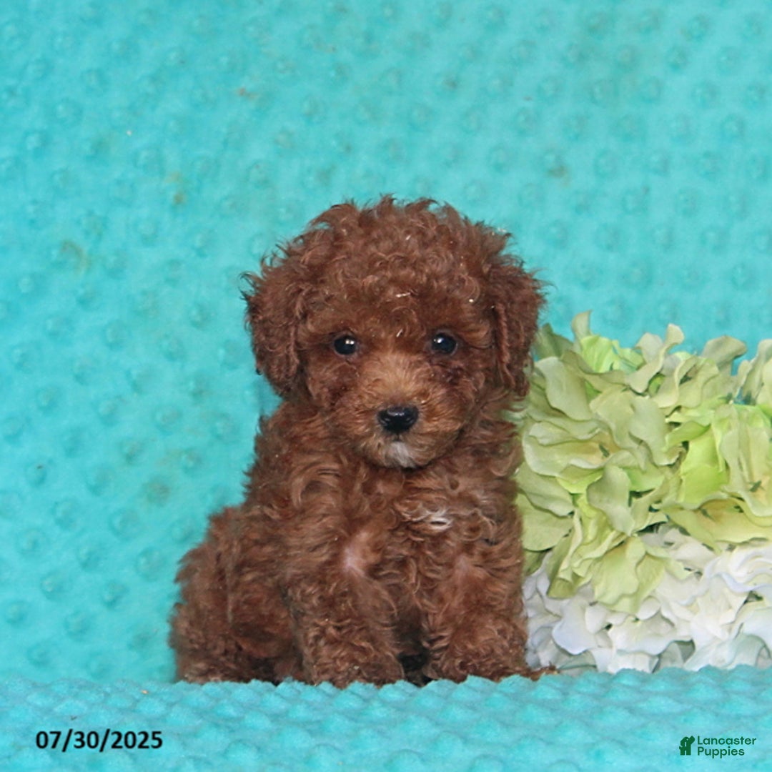 Toy Poodle dogs for sale: Buster - Image 1