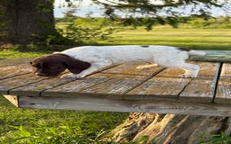 German Shorthaired Pointer dogs for sale: Ozzy - Image 2