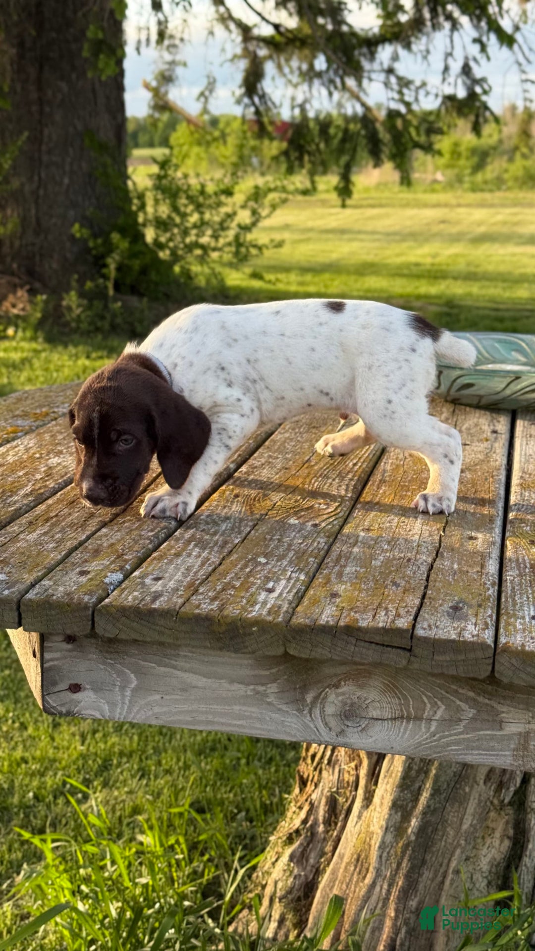 German Shorthaired Pointer dogs for sale: Ozzy - Image 2
