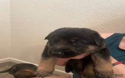 German Shepherd dogs for sale: Lady - Image 2