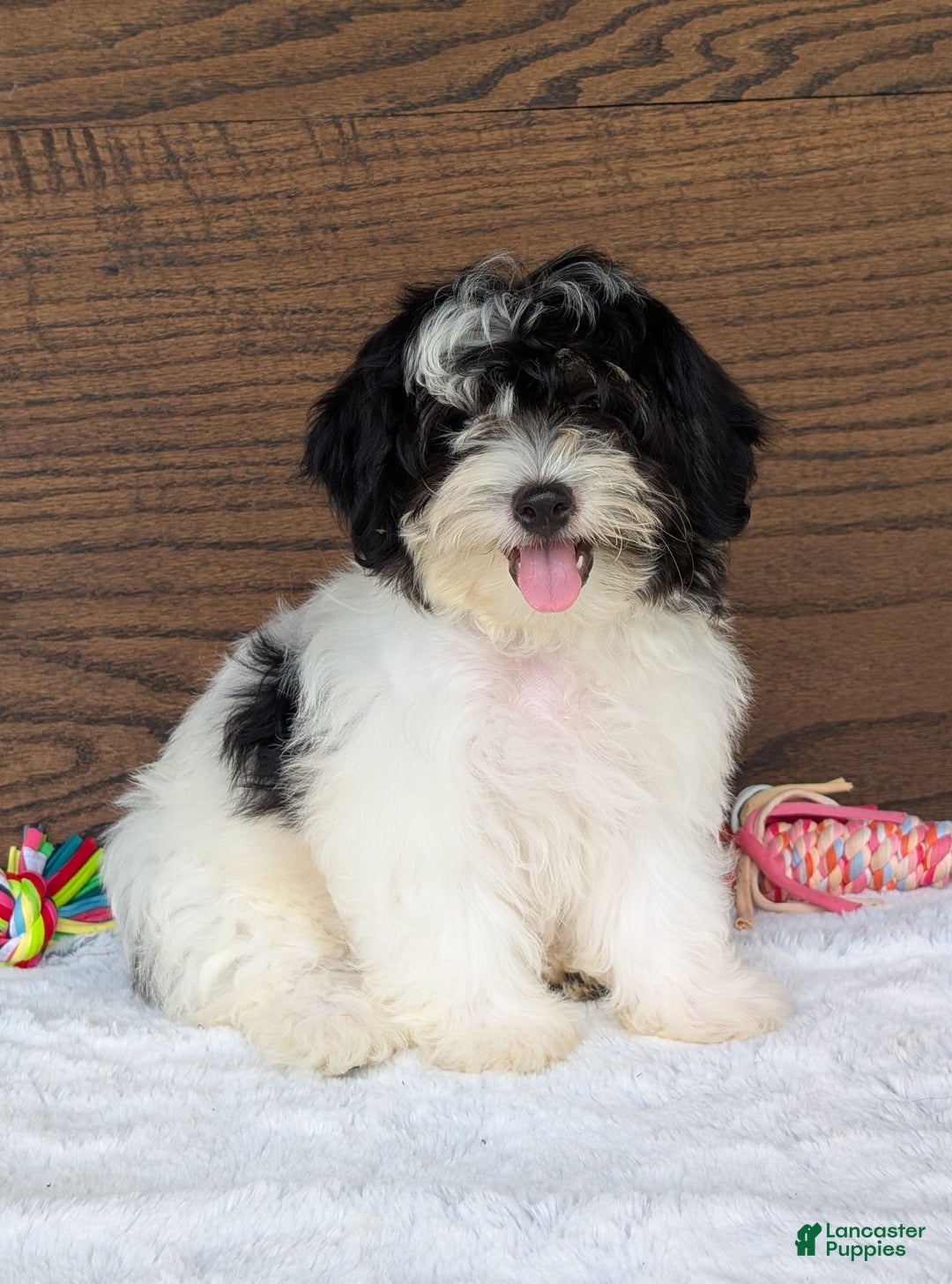 Teddy Bear dogs for sale: Bodie - Image 10