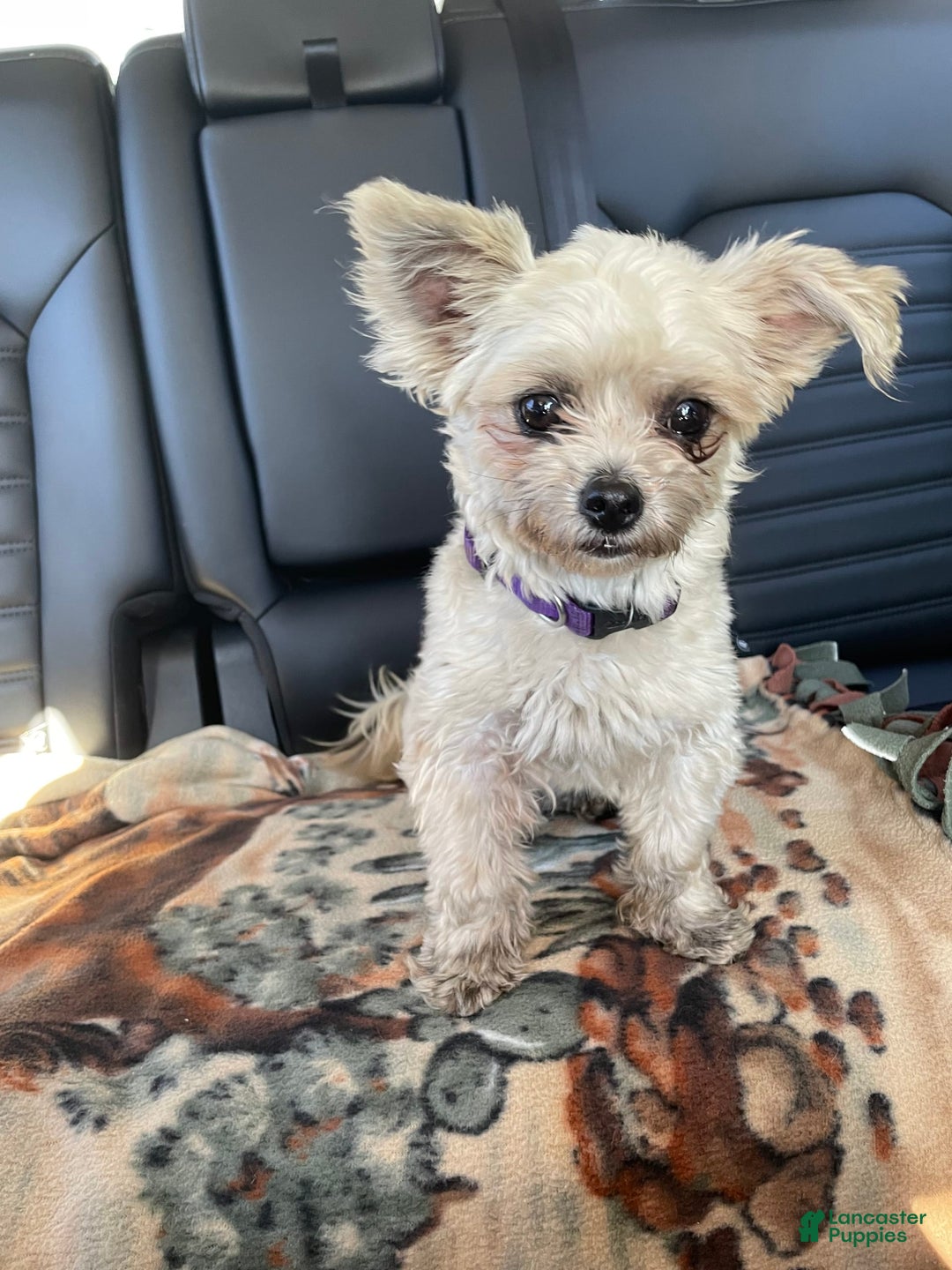 Morkie dogs for sale: Pink - Image 8