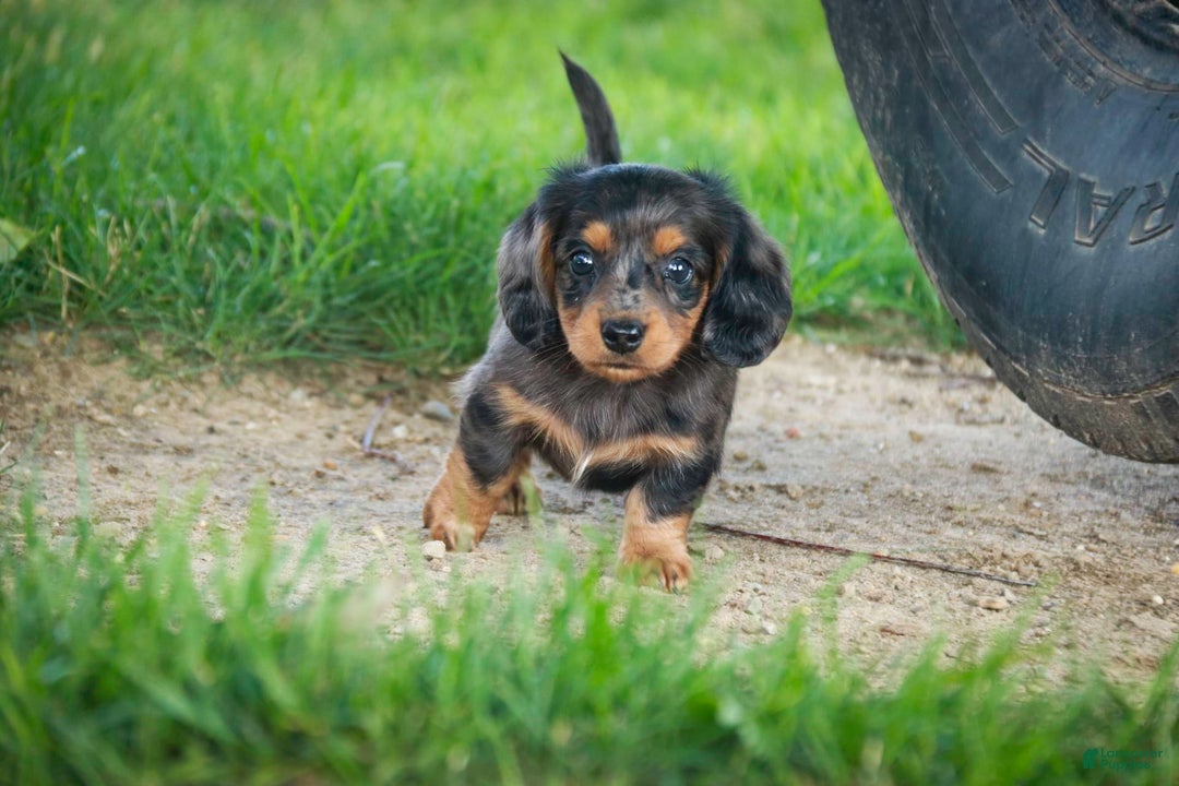 Miniature Dachshund dogs for sale: Fernando - Image 5