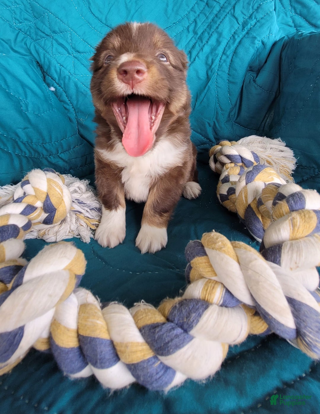 Miniature Australian Shepherd dogs for sale: Buddy - Image 1