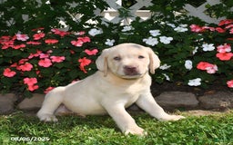 Labrador Retriever dogs for sale: Benny - Image 2