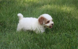 Maltipoo dogs for sale: Oscar - Image 1
