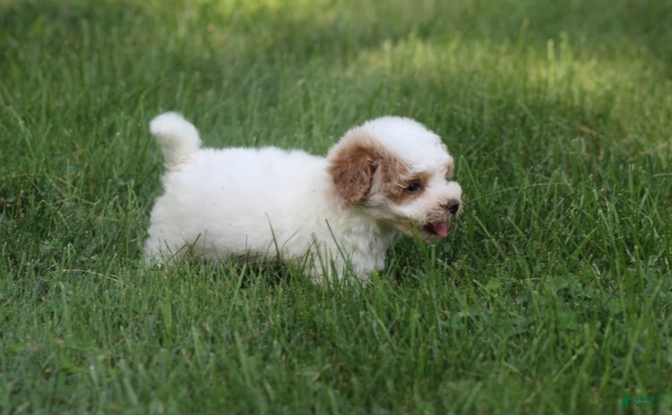 Maltipoo dogs for sale - Ad 4